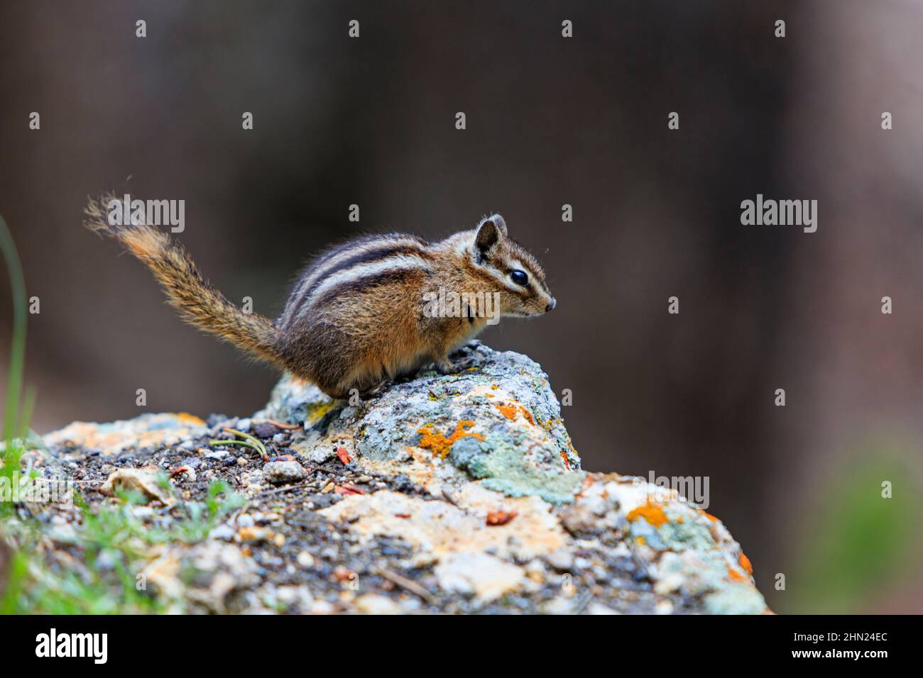 Am wenigsten Chipmunk (Tamias minimus) auf Felsen, Lower Falls, Yellowstone NP, Wyoming, USA Stockfoto