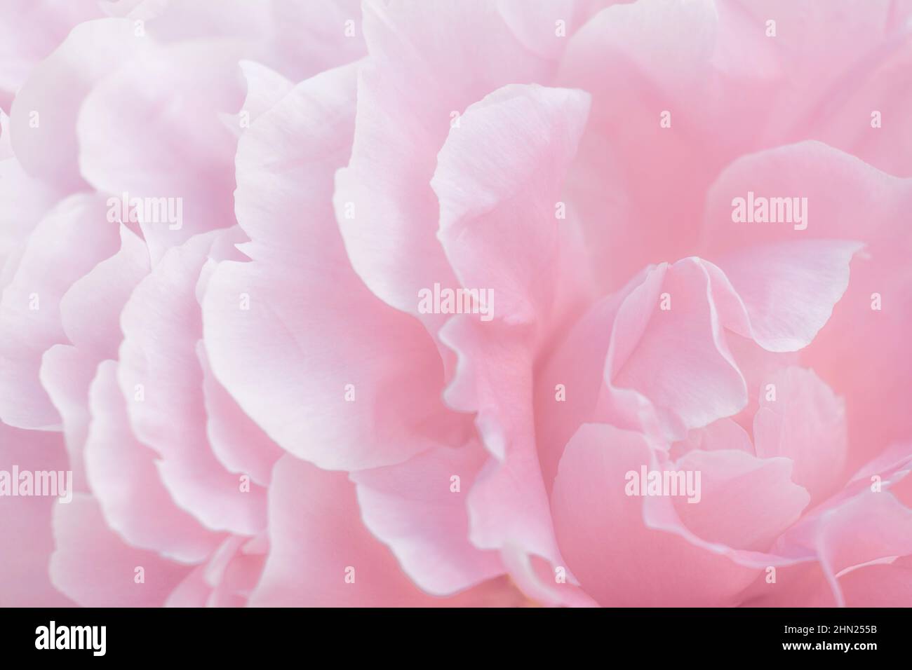 Rosa Pfingstrosen-Makro. Dezenter abstrakter, floraler Pastellhintergrund. Fragment einer Pfingstrose mit selektivem Fokus Stockfoto