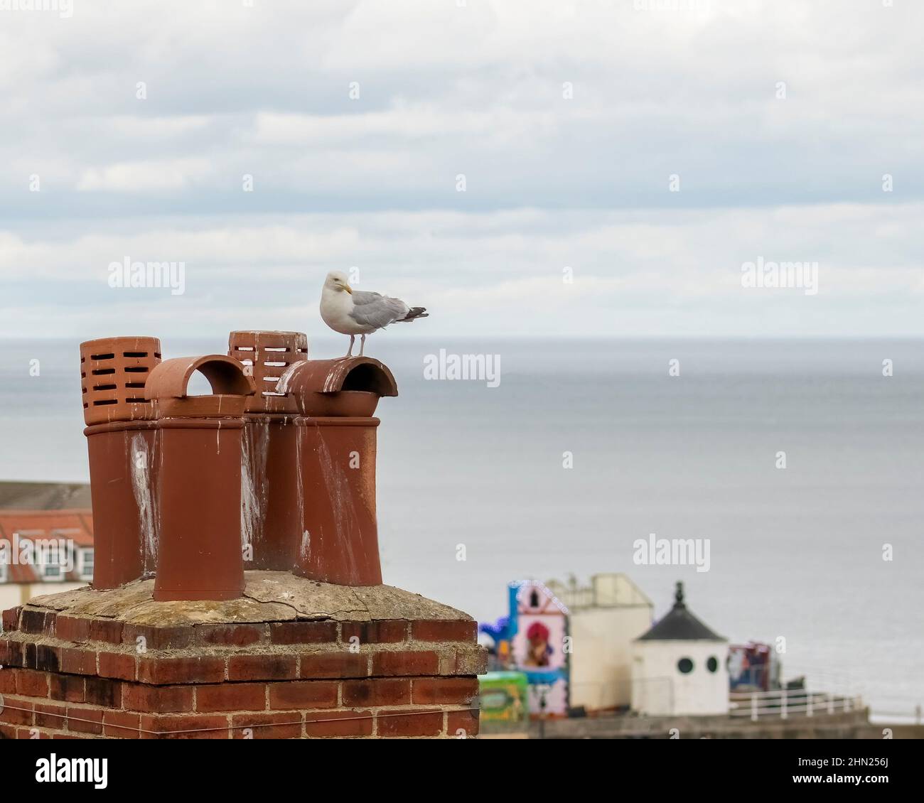 Möwe sitzt auf einem Schornsteintopf mit Blick auf das Meer hinter Whitby an der Ostküste Englands Stockfoto