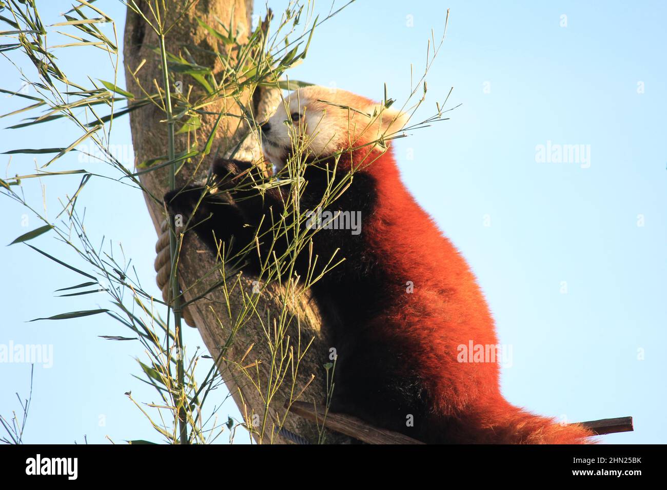 Red Panda im Overloon Zoo Stockfoto