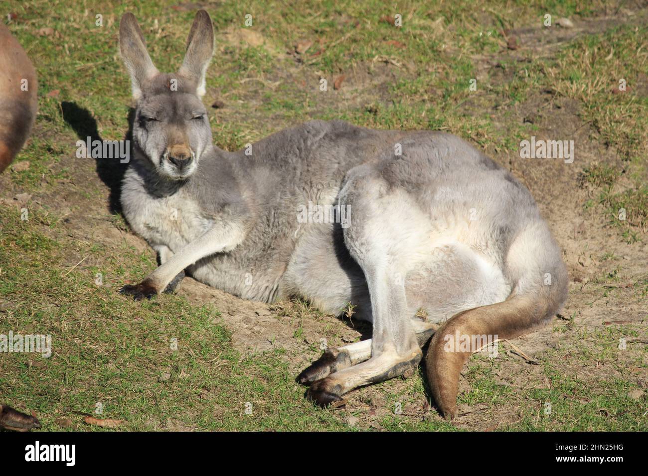 Känguru im Overloon Zoo Stockfoto