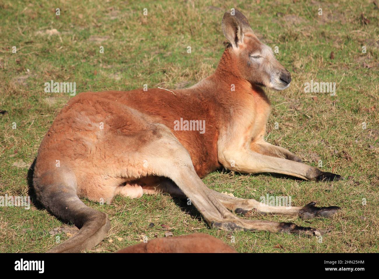 Rotes Känguru im Overloon Zoo Stockfoto