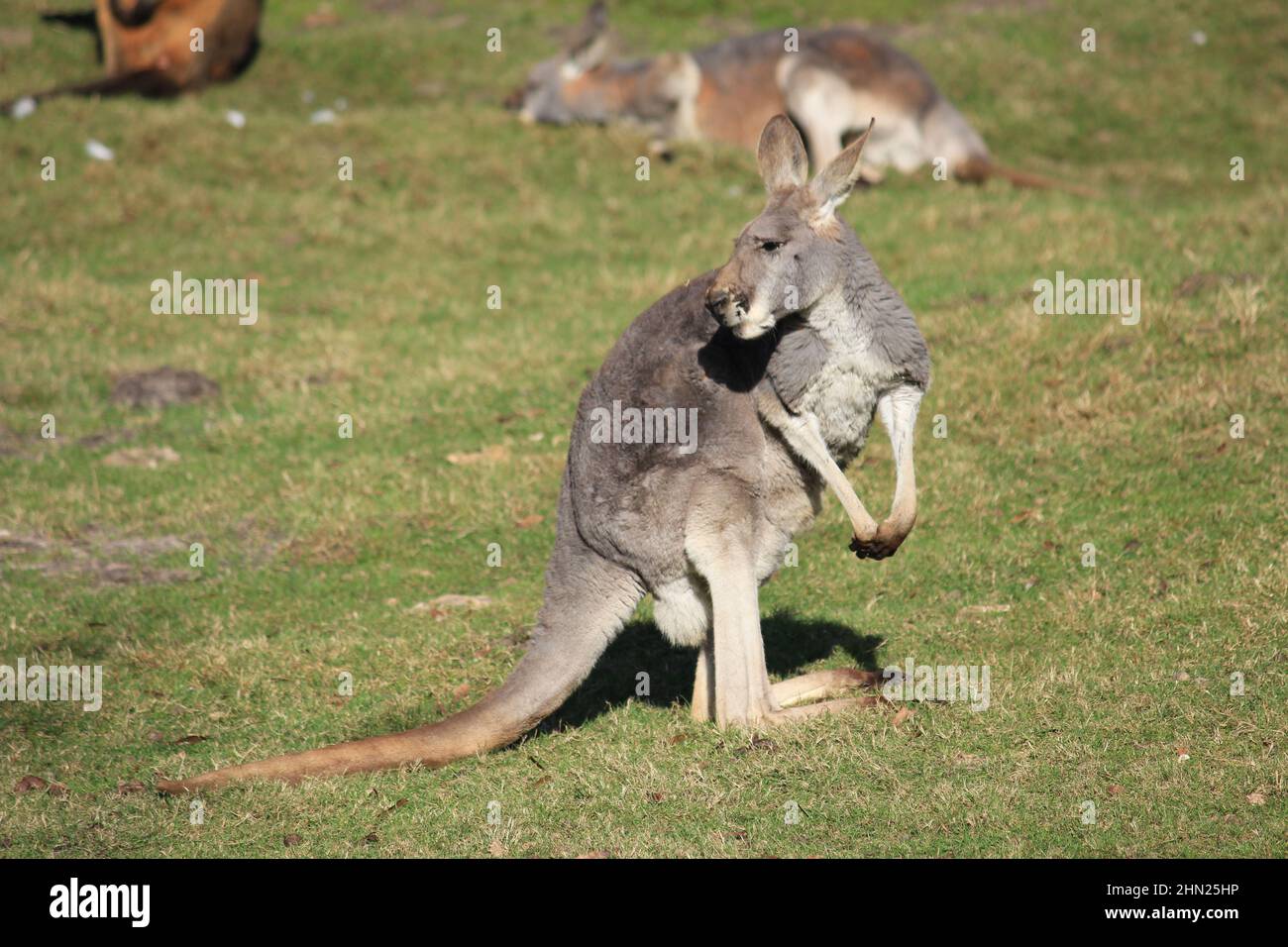 Känguru im Overloon Zoo Stockfoto