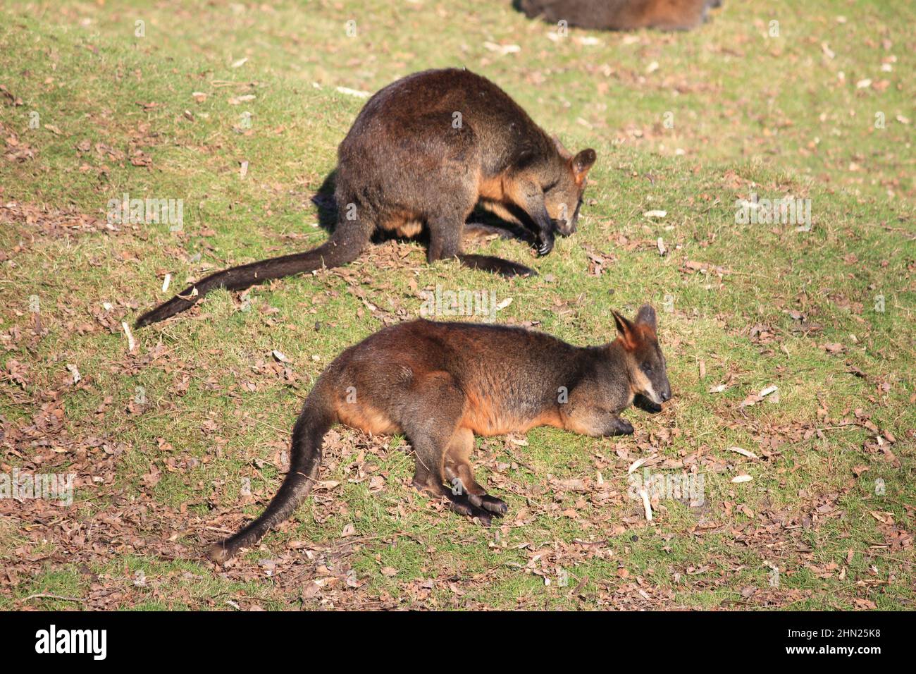 Rotes Känguru im Overloon Zoo Stockfoto