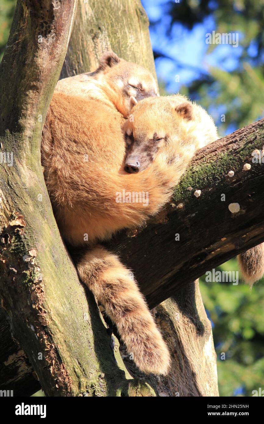 Die südamerikanischen Koati im Overloon Zoo Stockfoto