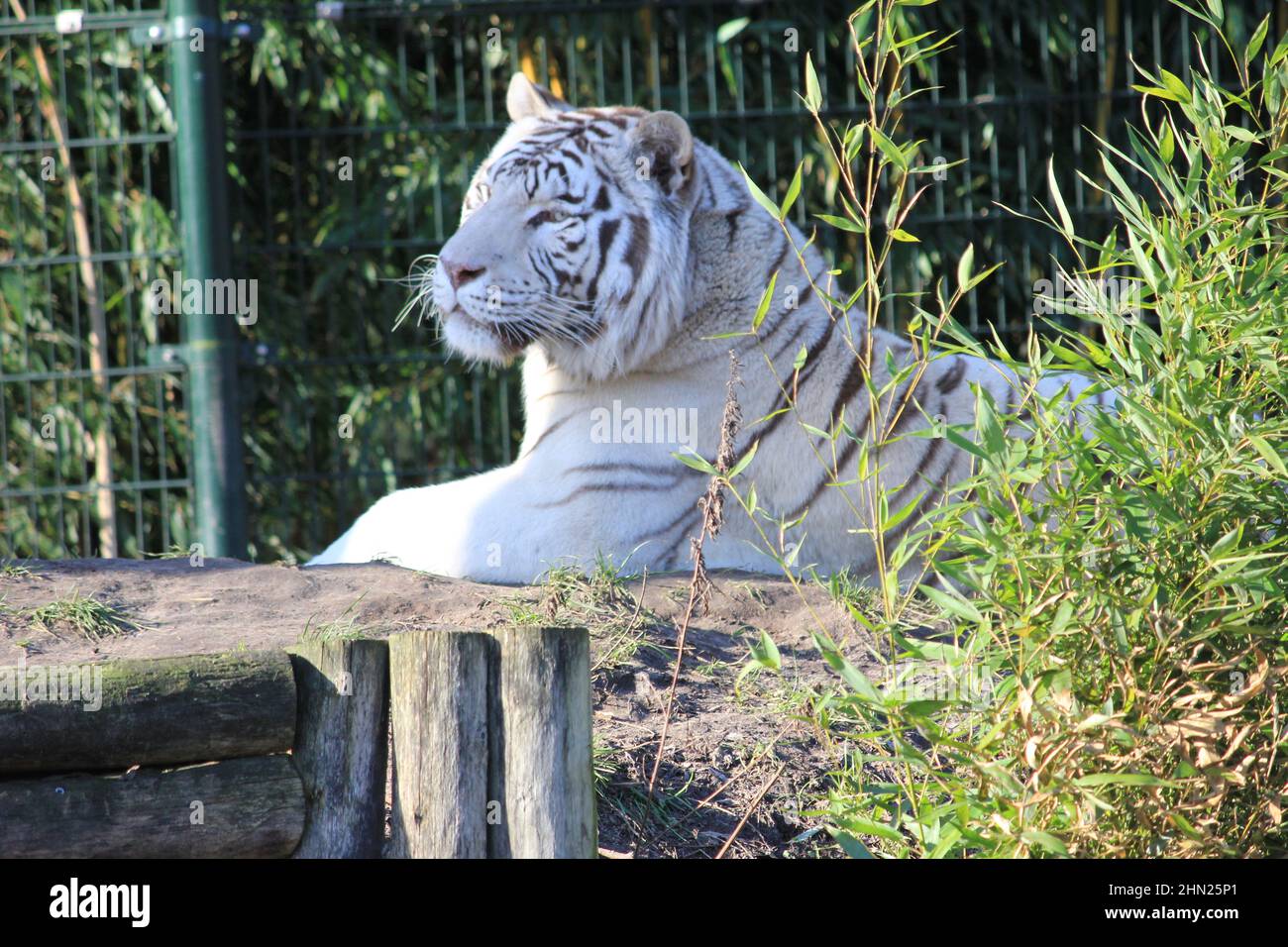 Weißer Tiger im Overloon Zoo in den Niederlanden Stockfoto