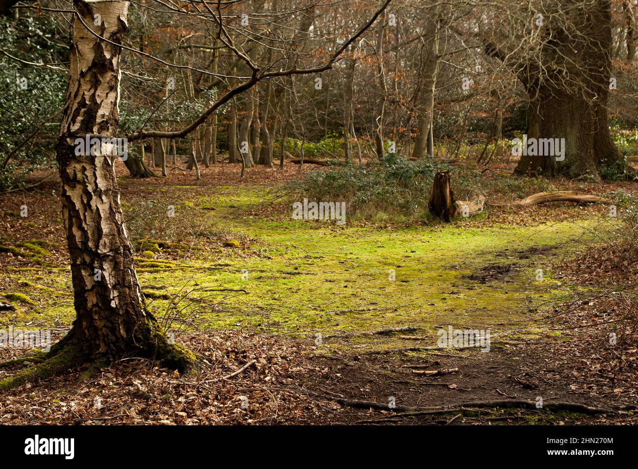 Epping Forest Essex, England Großbritannien Europa Stockfoto