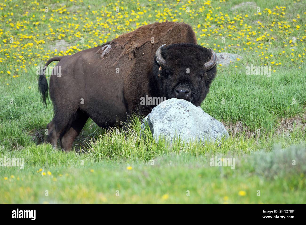 American Bison (Bison Bison) Bulle, der sich am Felsbrocken, Hayden Valley, Yellowstone NP, Wyoming, das Kinn reibt Stockfoto