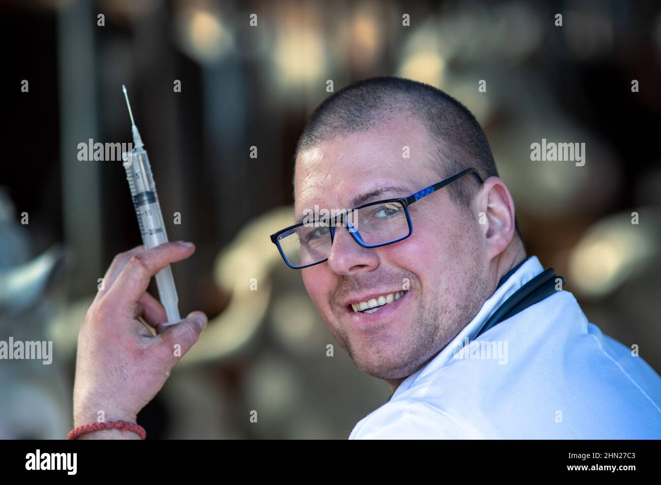 Porträt eines jungen Tierarztes in weißem Fell mit Spritze und Nadel im Kuhstall Stockfoto