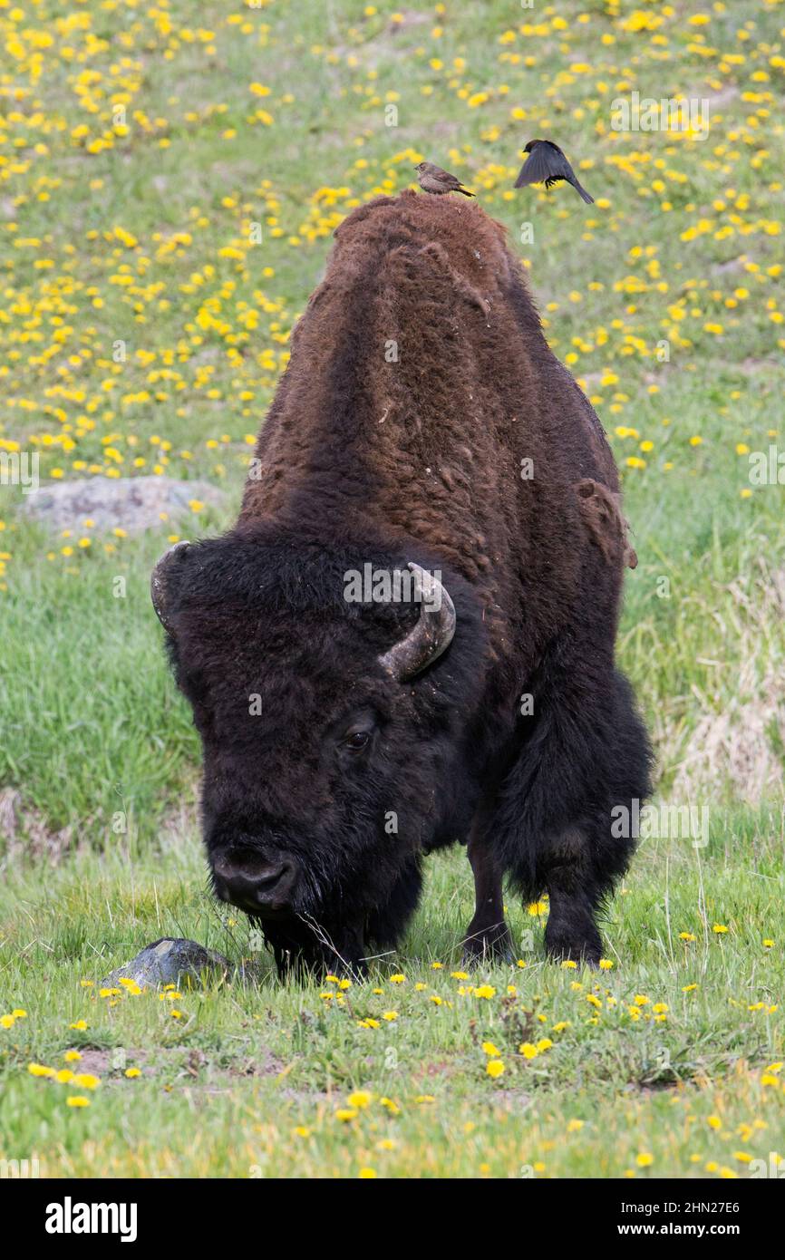 Braunkopf-Cowbird (Molothrus ater) Paar auf American Bison (Bison Bison) Yellowstone NP, Wyoming Stockfoto