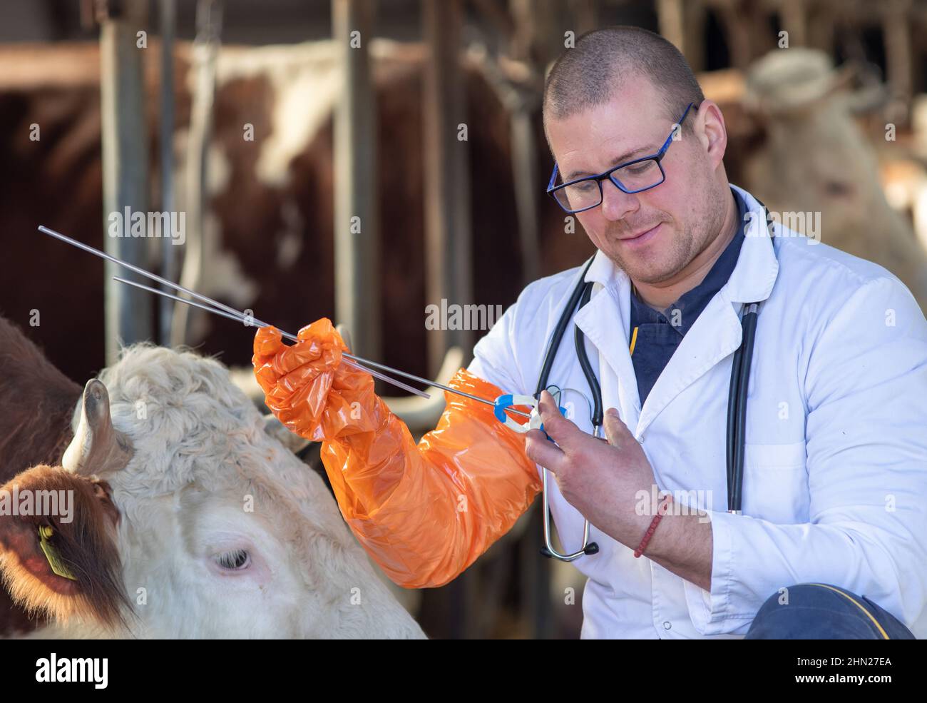 Tierarzt bereitet Werkzeuge für die künstliche Befruchtung von Kühen im Stall vor Stockfoto