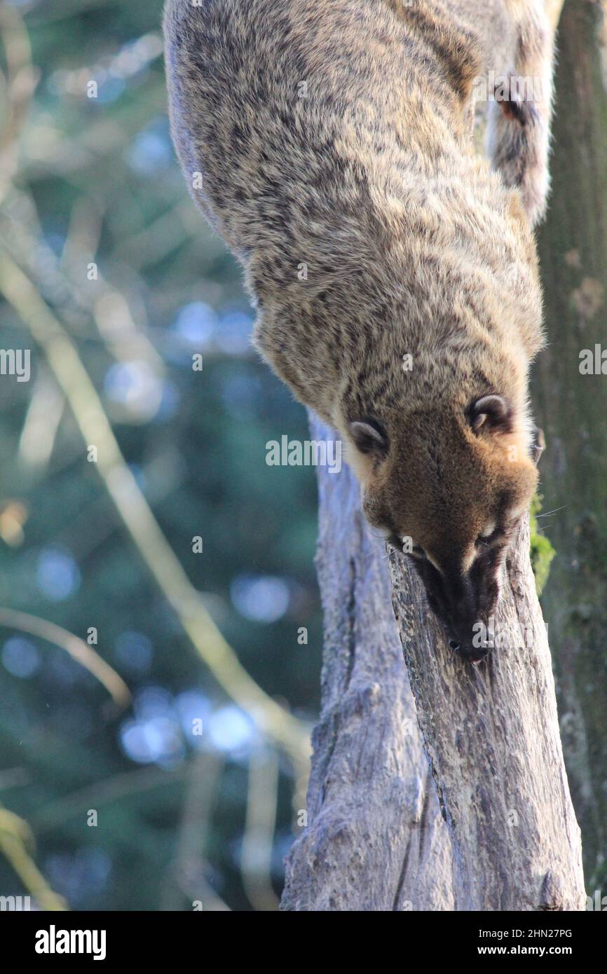 Die südamerikanischen Koati im Overloon Zoo Stockfoto