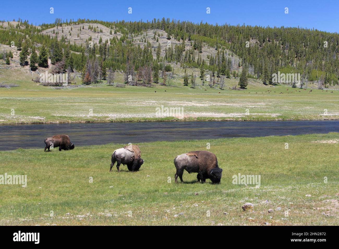 American Bison (Bison Bison) grast am Ufer des Firehole River Yellowstone NP, Wyoming Stockfoto