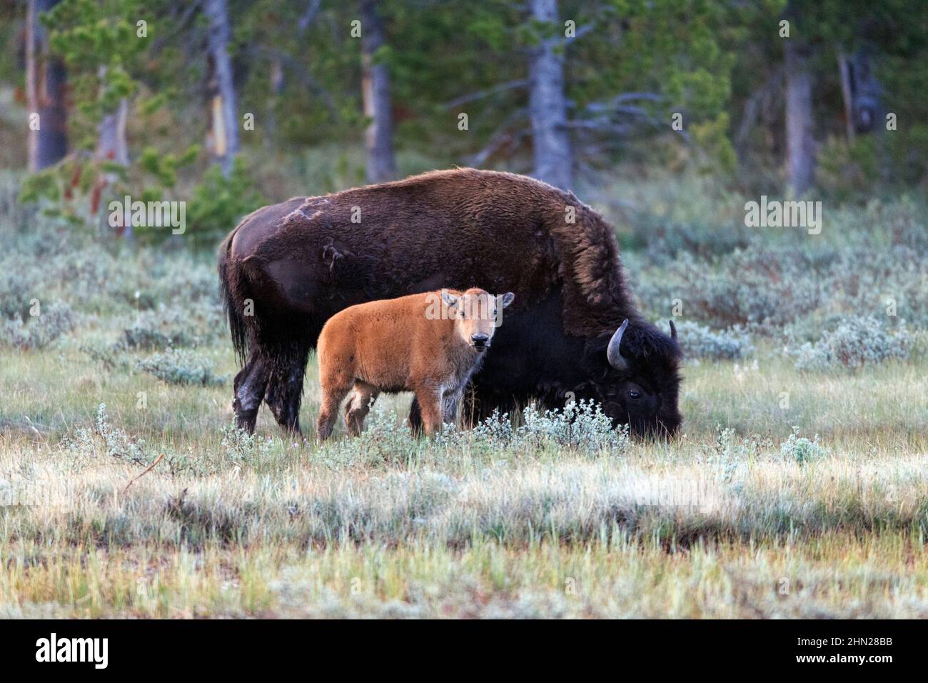 American Bison (Biso Bison) Kuh mit Kalb, Gibbson's Meadows, Yellowstone NP, Wyoming Stockfoto