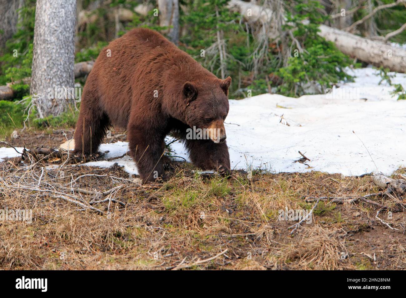 Black Bear (Ursus americanus) Dunraven Pass, Yellowstone NP, Wyoming Stockfoto