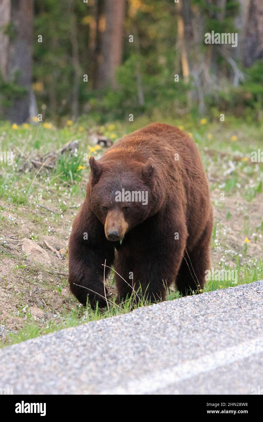 Black Bear (Ursus americanus) neben der Straße, Dunraven Pass, Yellowstone NP, Wyoming Stockfoto