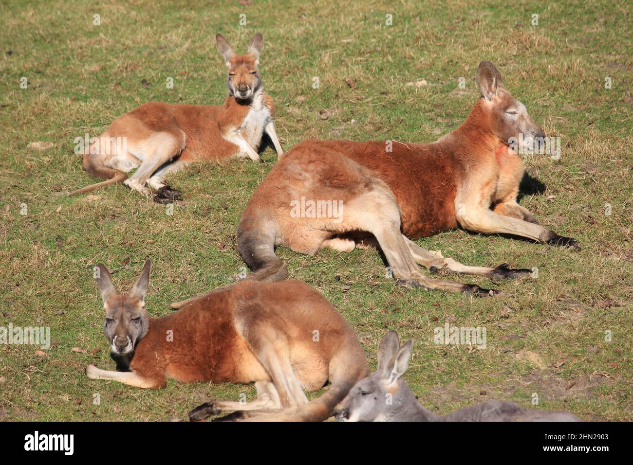 Rotes Känguru im Overloon Zoo Stockfoto
