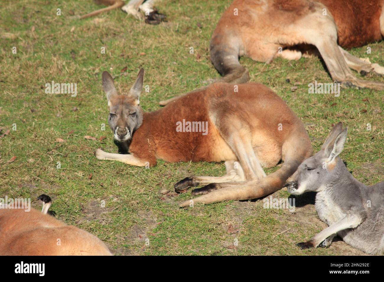 Rotes Känguru im Overloon Zoo Stockfoto