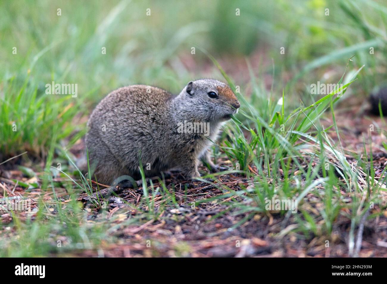 Uinta Ground Squirrel (Spermophilus armatus) füttert auf Gras, Yellowstone NP, Wyoming Stockfoto