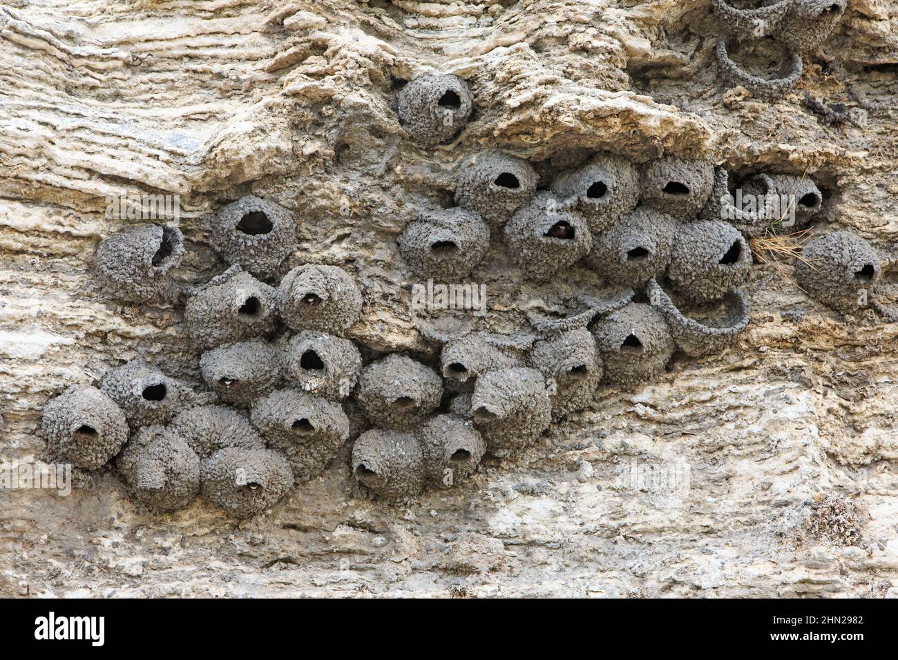 Cliff Swallow (Hirundo pyrrhonota) Nester-Kolonie auf Soda Butte, Lamar Valley, Yellowstone NP, Wyoming Stockfoto