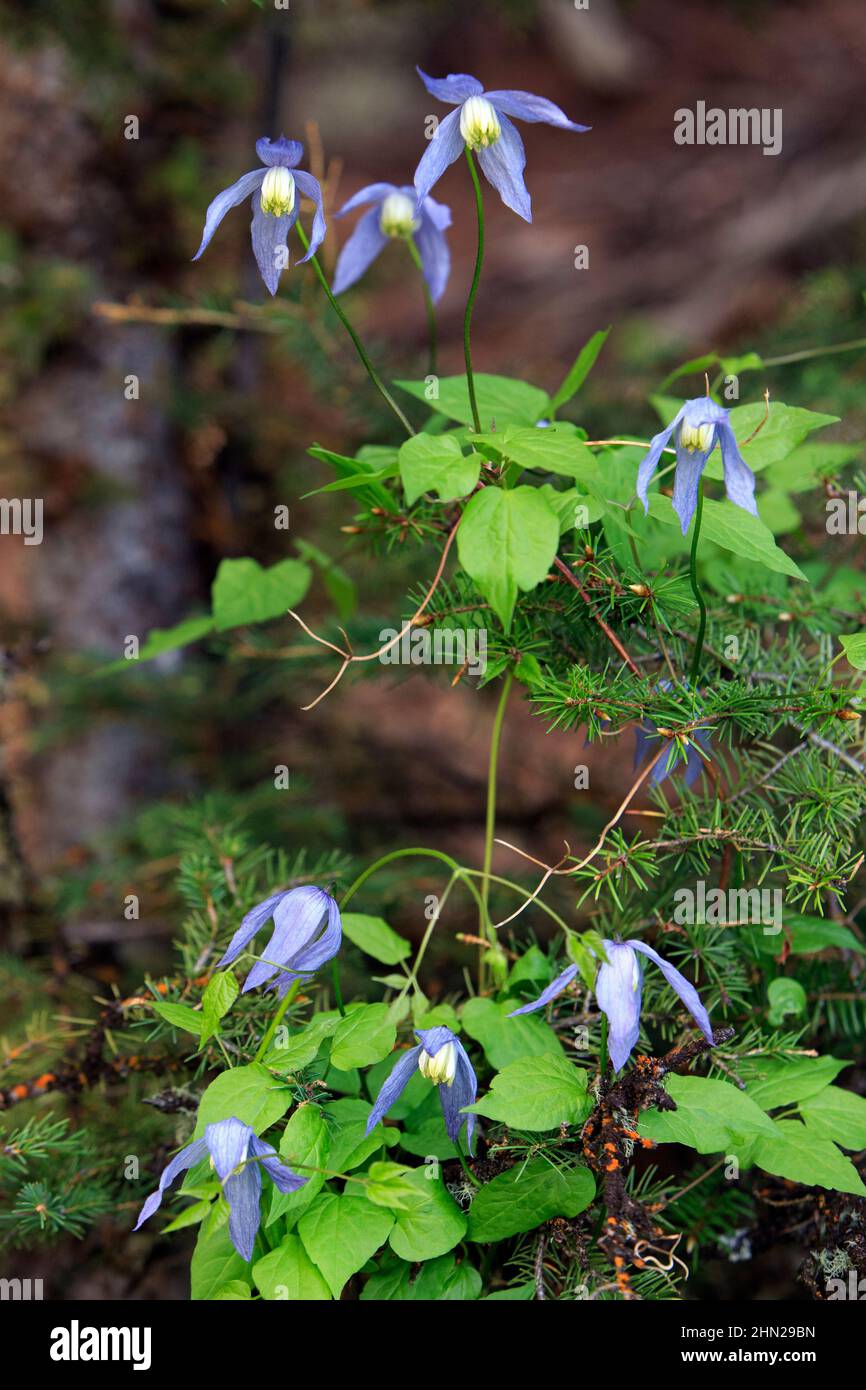 Blue Clematis (Clematis occidentalis) Yellowstone NP, Wyoming, USA Stockfoto