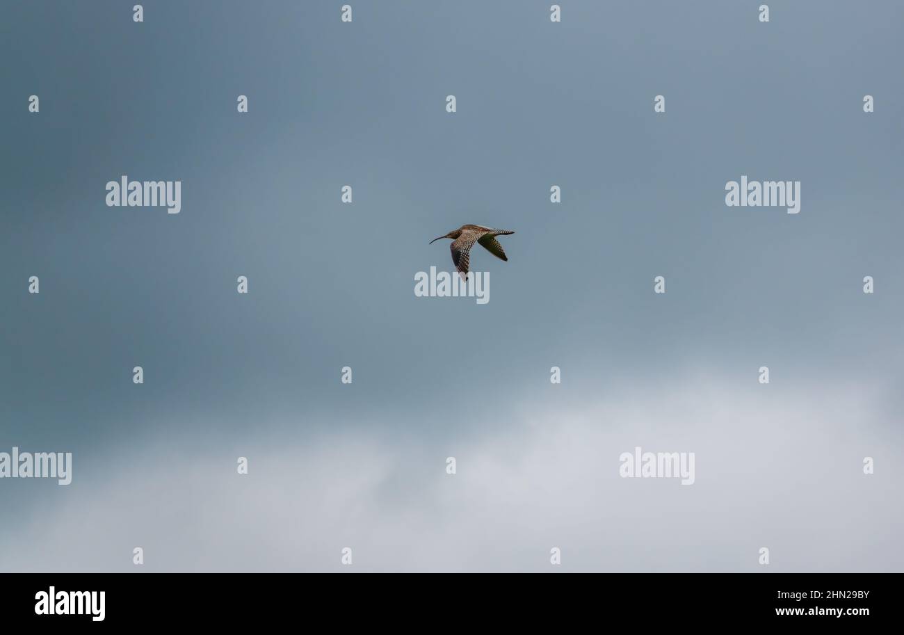 Ein Frühlings-Wellensäurehalk (Numenius), der unter einem dunkelblauen und grauen Wolkenhimmel fliegt Stockfoto