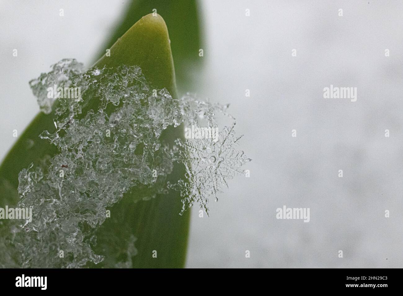 schneeflocke schmelzen aus nächster Nähe - extreme Nahaufnahme / Makro - zarte Nahaufnahme der Wintereiskristall-Skulptur Schneeflocke auf Pflanzenblatt - Schneekristalle Stockfoto