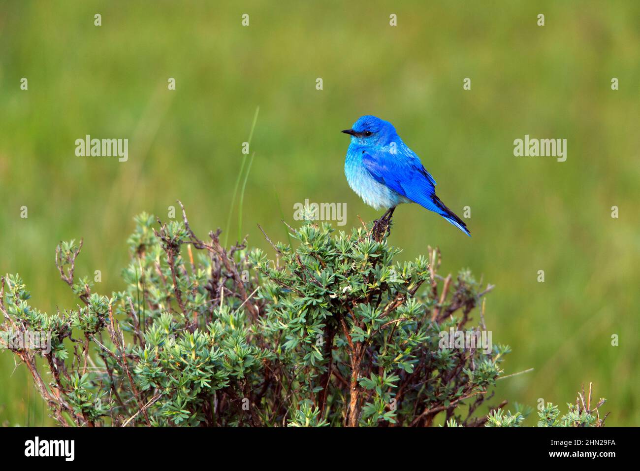 Mountain Bluebird (Sialia currucoides) Männchen, Yellowstone NP, Wyoming Stockfoto