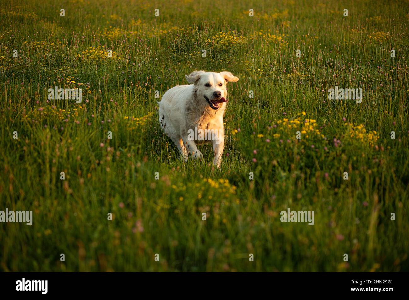 White Retriever läuft auf dem Feld. Hund auf Köder Coursing Wettbewerb, auf einem Hinterhof läuft in Richtung Kamera Stockfoto