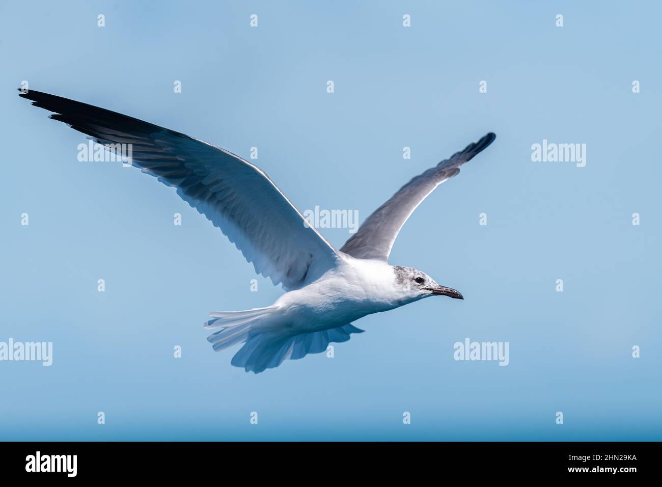 Eine nicht-brütende Erwachsene Lachmöwe (Leucophaeus atricilla) im Flug gegen einen klaren blauen Himmel. Stockfoto