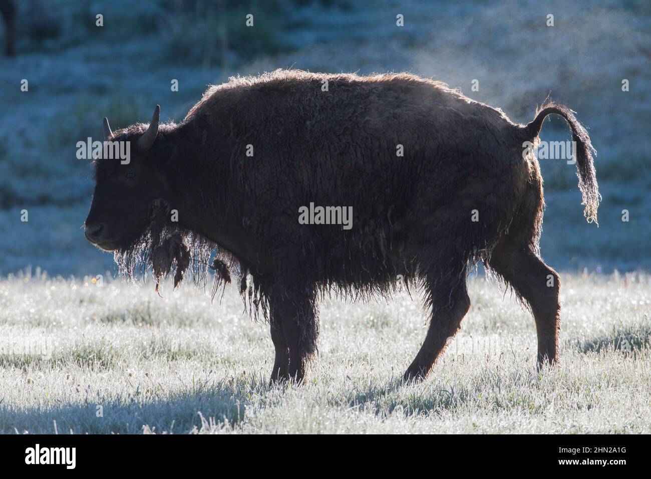 American Bison (Bison Bison) dampfend, am frühen Morgen, Lamar Valley, Yellowstone NP, Wyoming Stockfoto