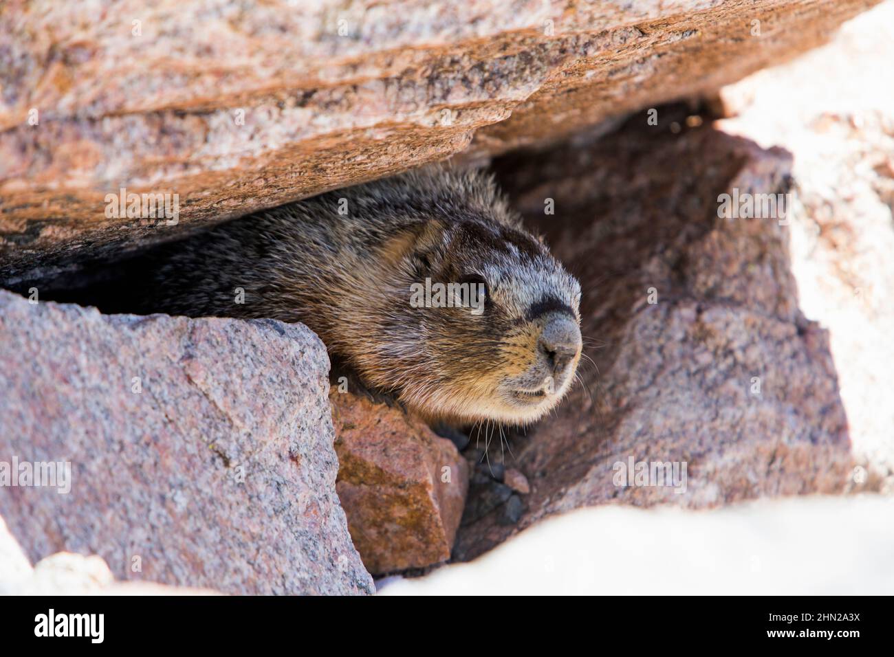 Gelbbauchige Murmeltier (Marmota flaviventris), die aus Felsbrocken im Yellowstone NP, Wyoming, späht Stockfoto