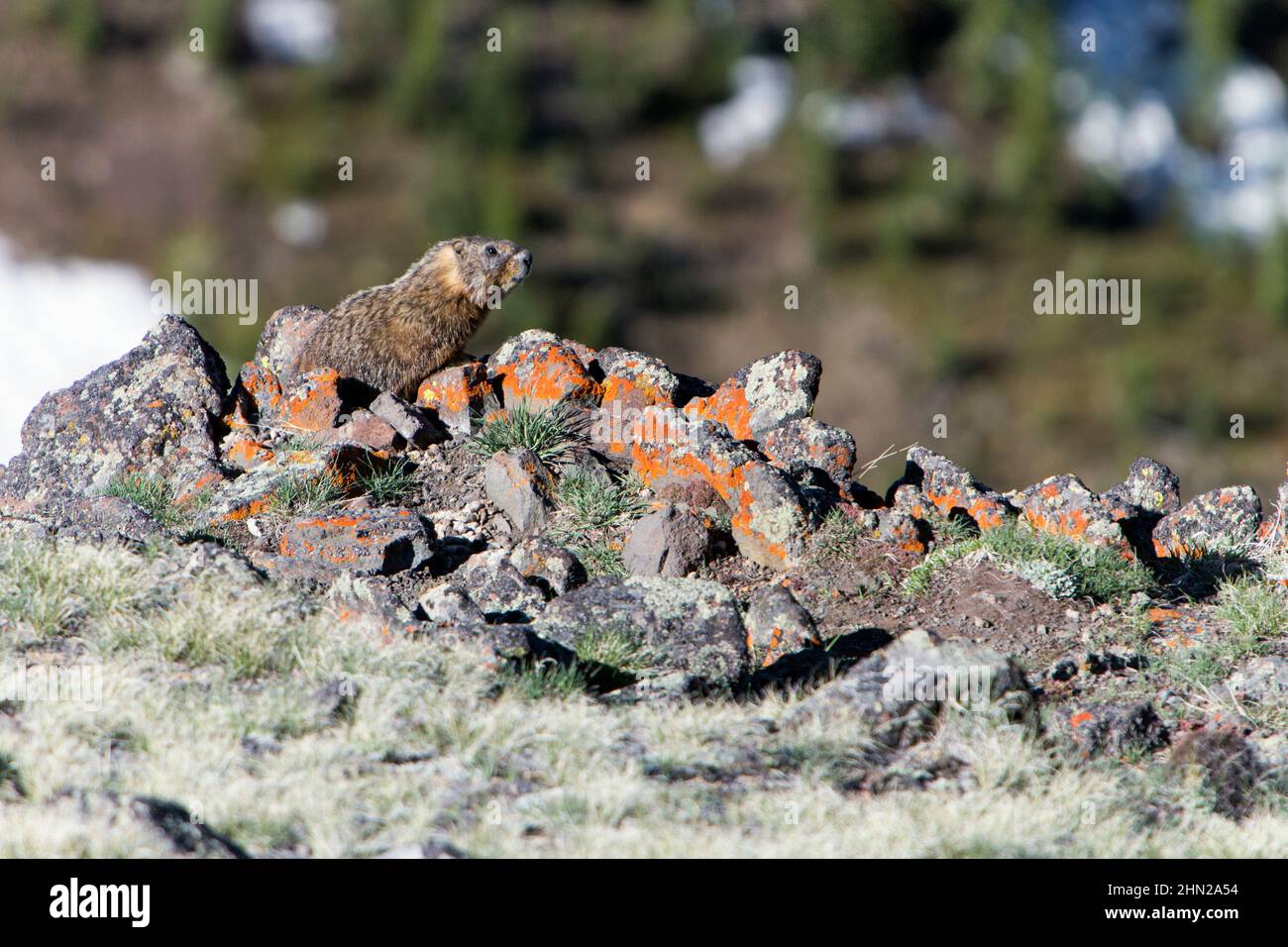 Gelbbauchige Murmeltier (Marmota flaviventris) auf Alarmstufe, auf Gesteinshaufen, Yellowstone NP, Wyoming, USA Stockfoto