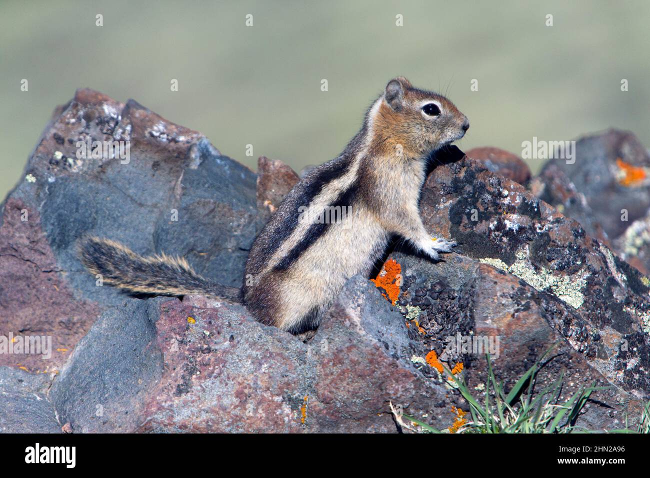 Golden-Manled Ground Squirrel (Callospermophilus) auf Felsen, Yellowstone NP, Wyoming Stockfoto