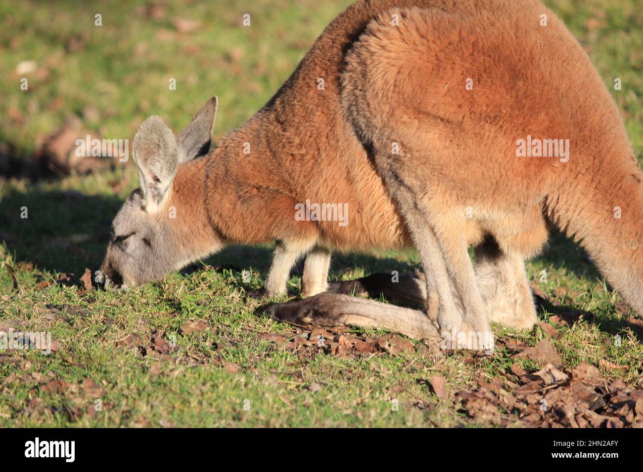 Rotes Känguru im Overloon Zoo Stockfoto