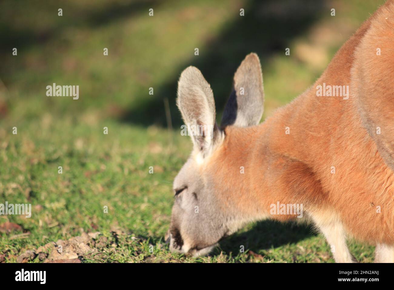 Rotes Känguru im Overloon Zoo Stockfoto