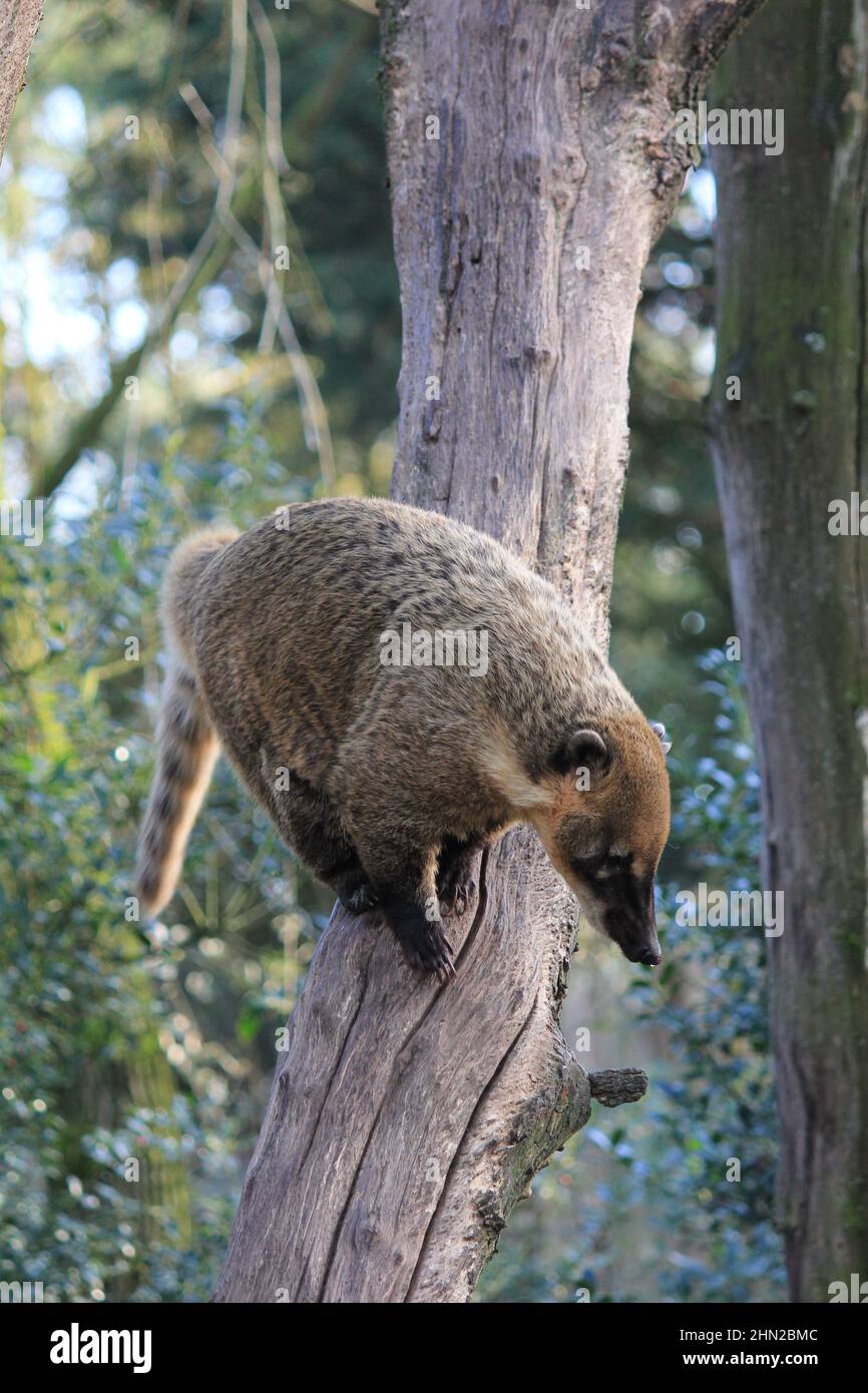 Die südamerikanischen Koati im Overloon Zoo Stockfoto