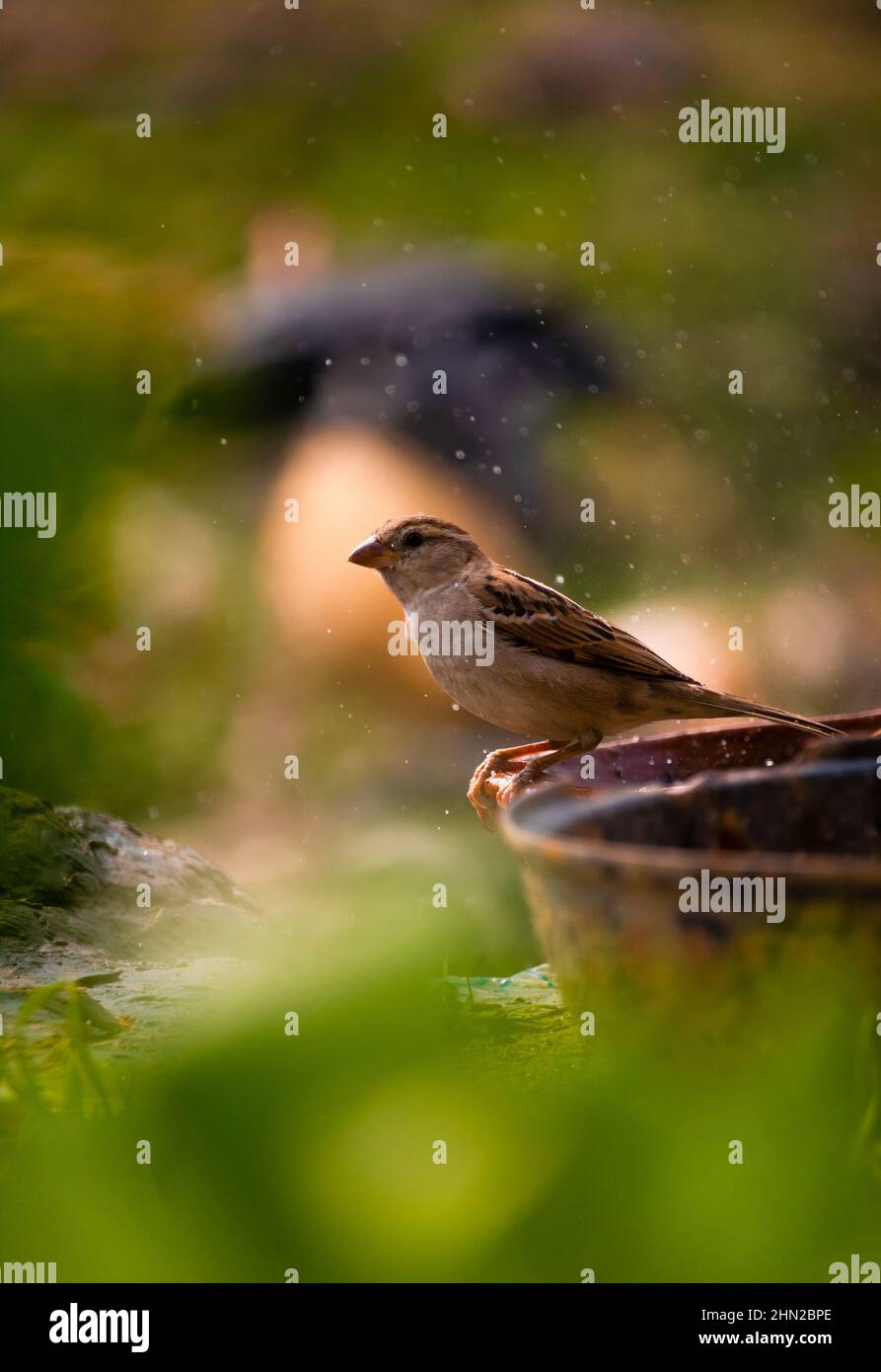 Eine wunderschöne alte Welt Sperling Vogel Bad in einer Badewanne, Nahaufnahme mit wunderschönen grünen Hintergrund Stockfoto