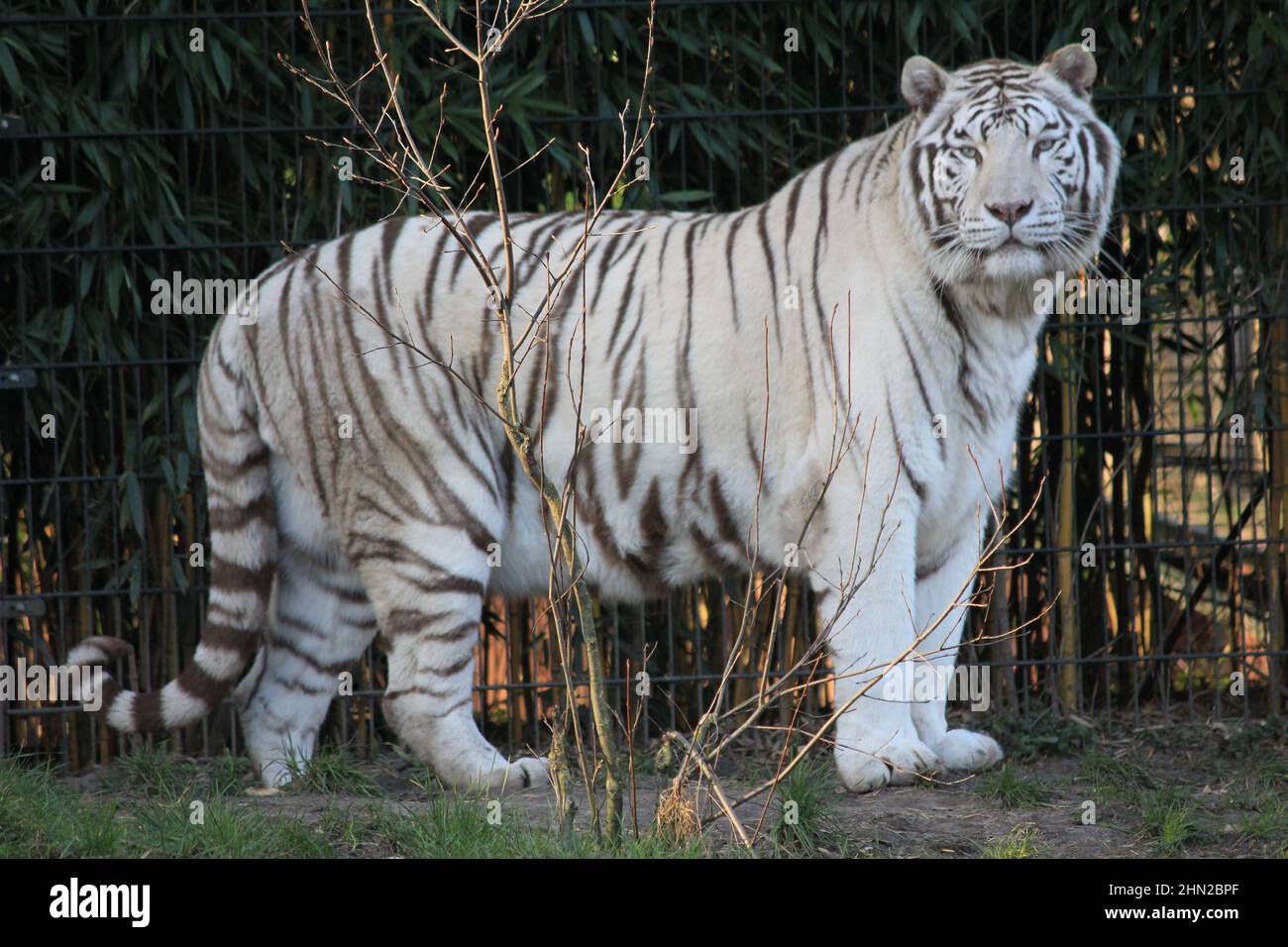 Weißer Tiger im Overloon Zoo in den Niederlanden Stockfoto