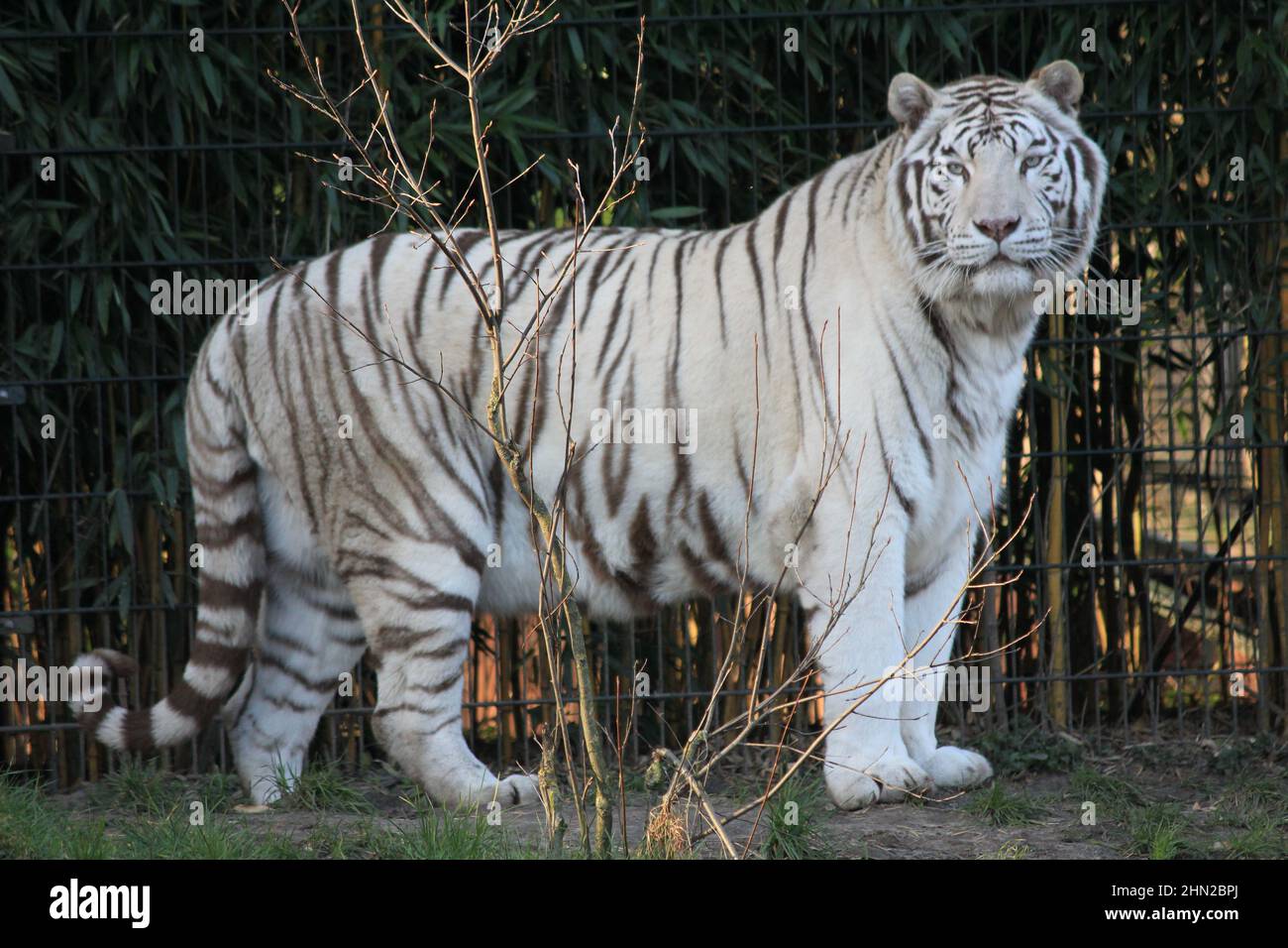 Weißer Tiger im Overloon Zoo in den Niederlanden Stockfoto