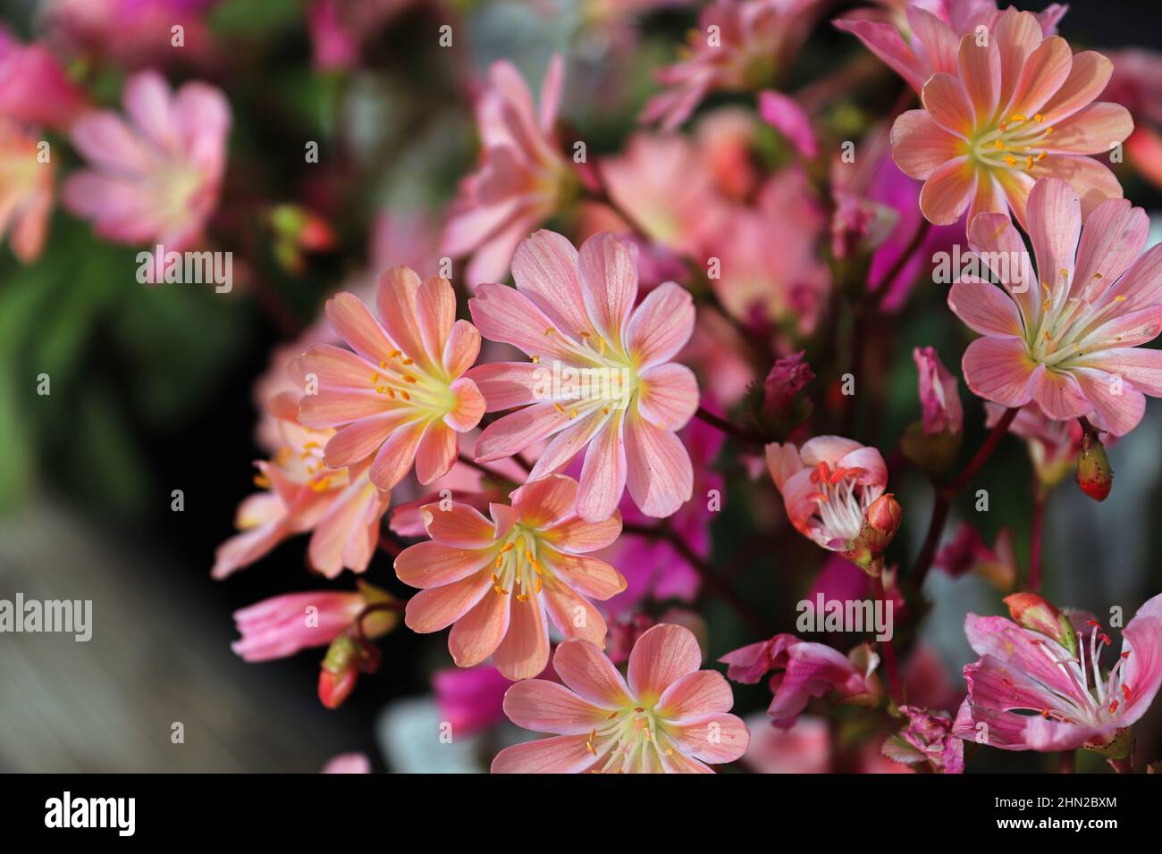 Nahaufnahme der zarten Blütenblätter einer lewisia-Pflanze Stockfoto