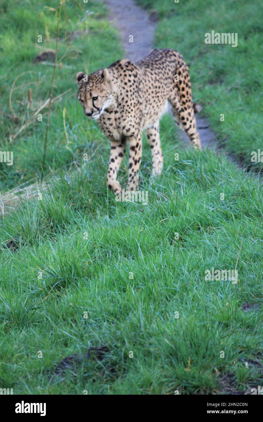 Gepard im Overloon Zoo Stockfoto