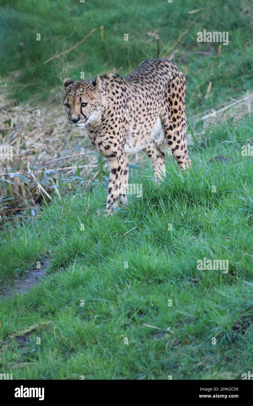 Gepard im Overloon Zoo Stockfoto