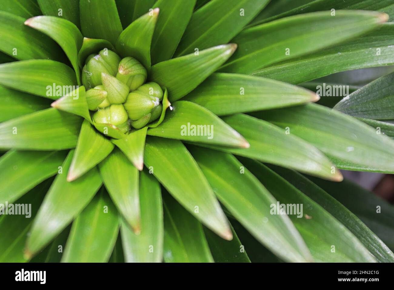 Das grüne stachelige Laub auf Lilienpflanzen Stockfoto