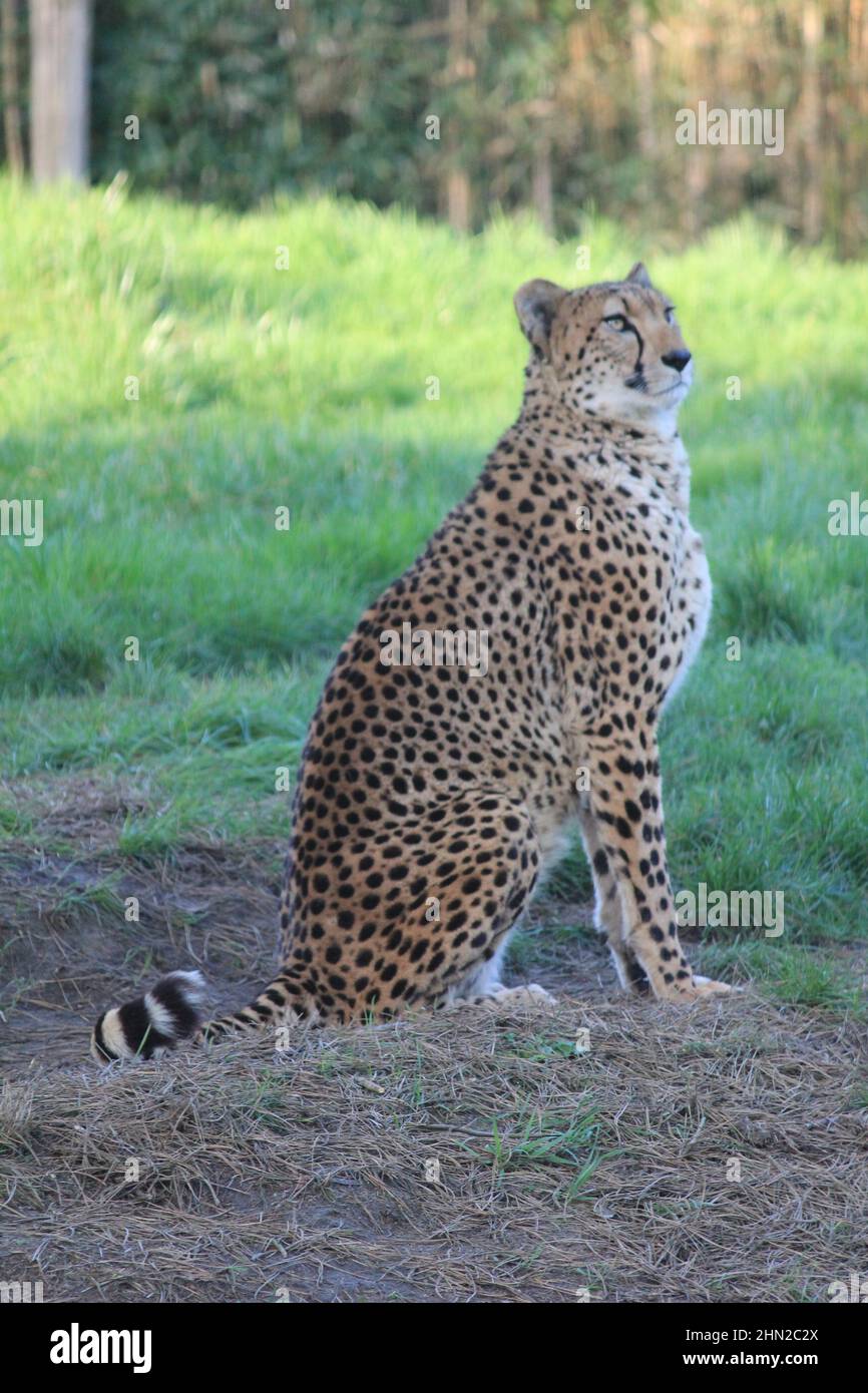 Gepard im Overloon Zoo Stockfoto