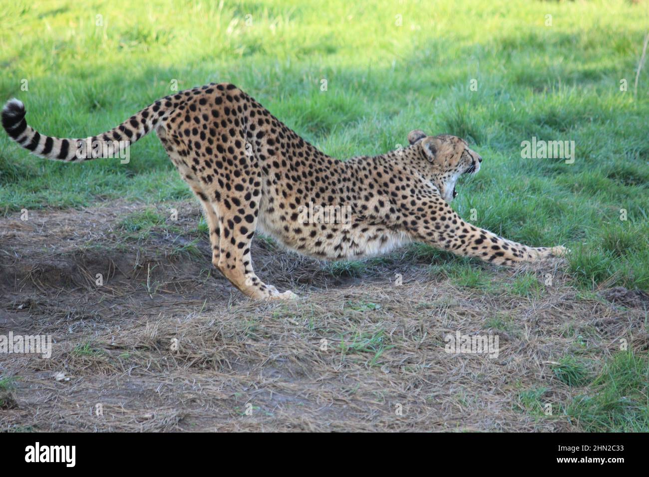 Gepard im Overloon Zoo Stockfoto