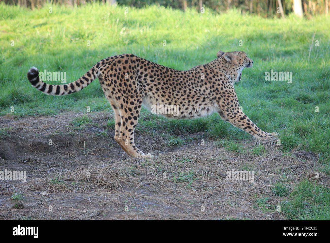 Gepard im Overloon Zoo Stockfoto