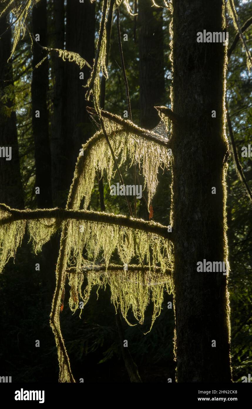 Old man's Beard (Usnea) Morgenlicht Stockfoto