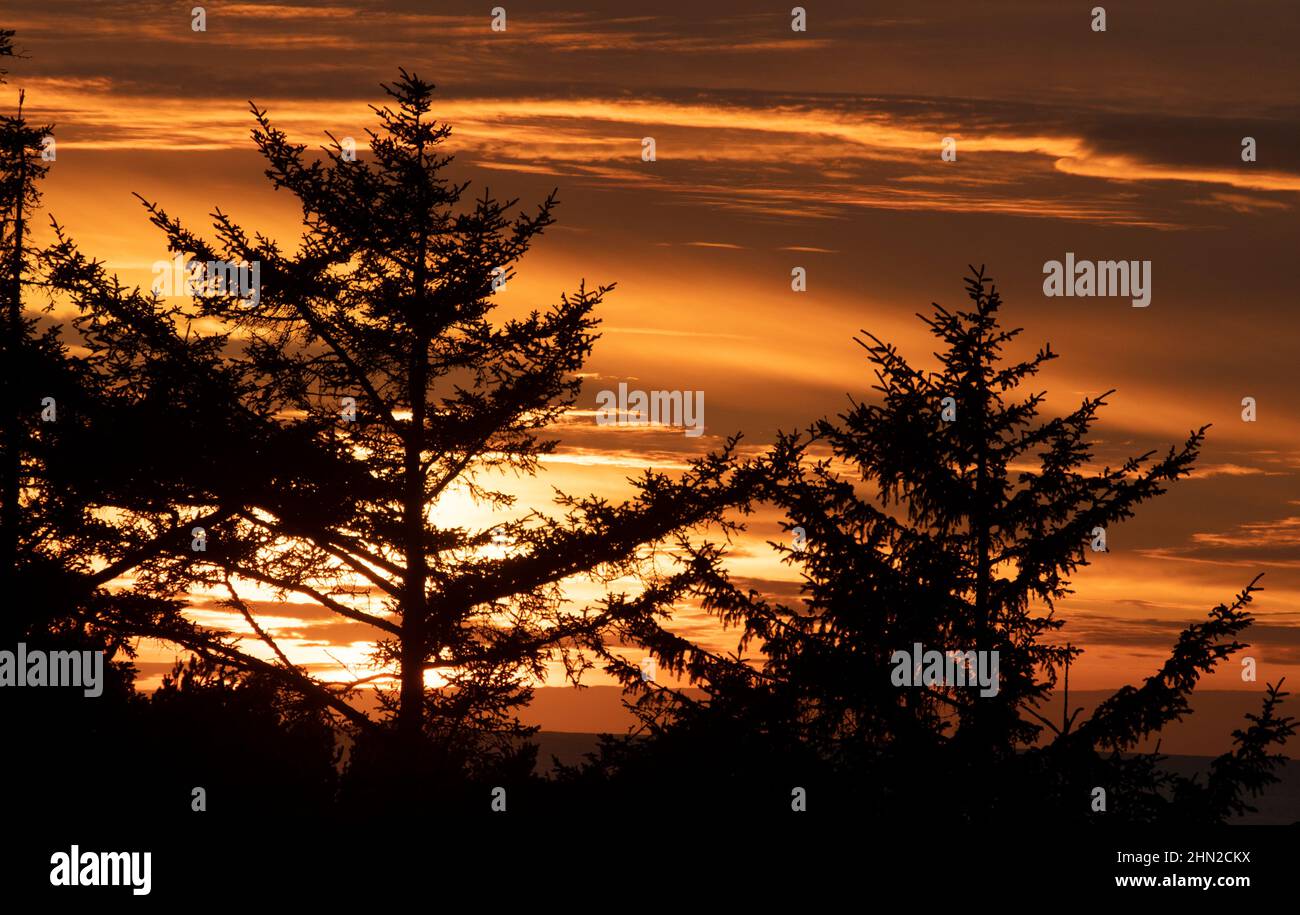 Sonnenuntergang und Bäume, Newport, Oregon Stockfoto