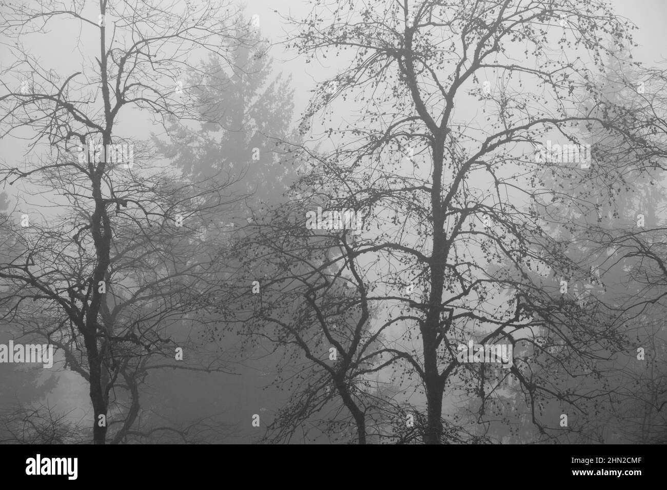 Nebliger Morgen und Bäume, Portland, Oregon Stockfoto